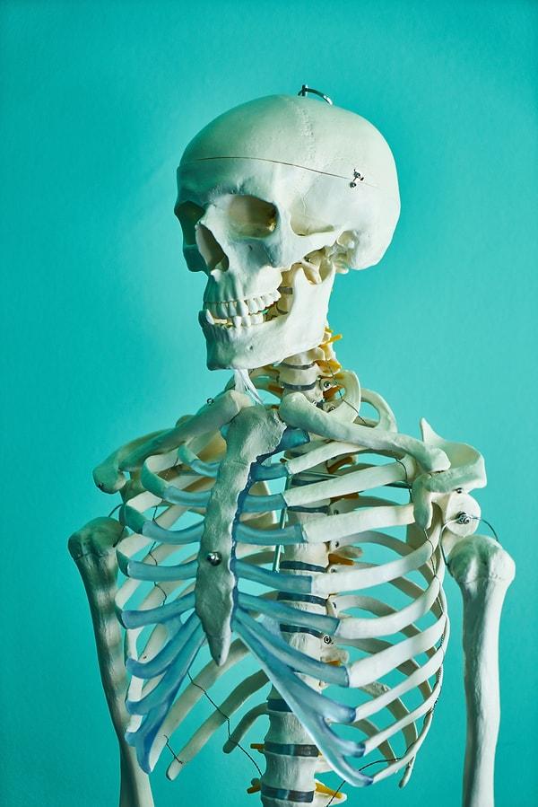1. İnsan vücudunda 206 adet kemik, 600'ün üzerinde kas ve yaklaşık 100 trilyon hücre bulunmaktadır.