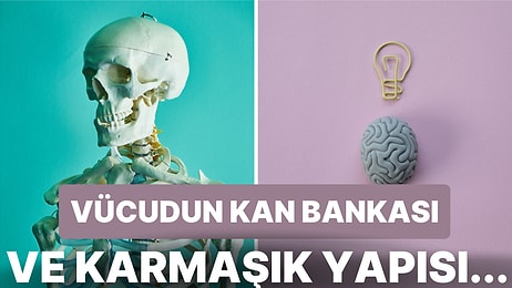 Karmaşık ve Büyüleyici Bir Yapıya Sahip Olan İnsan Vücuduyla İlgili Daha Önce Duymadığınız İlginç Bilgiler