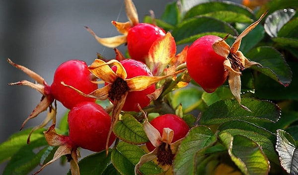 8. Как на Руси называли шиповник?