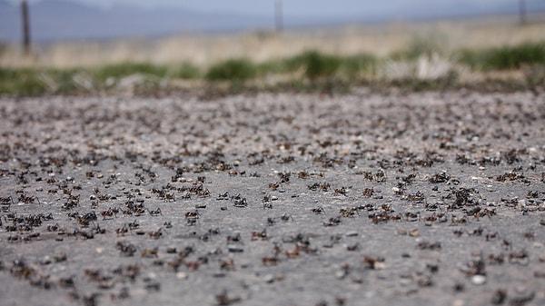 Nevada eyaletinin kuzeyinde yer alan Elko kasabası, kan kırmızısı Mormon cırcır böceği istilasına uğradı.