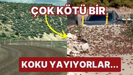 ABD'nin Nevada Eyaleti Kan Kırmızısı Mormon Cırcır Böceklerinin İstilasına Uğradı!