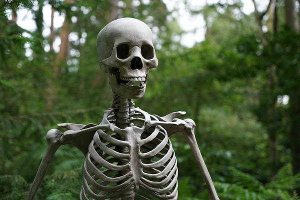 11. Bir insanın kafatasında 22 kemik bulunur.