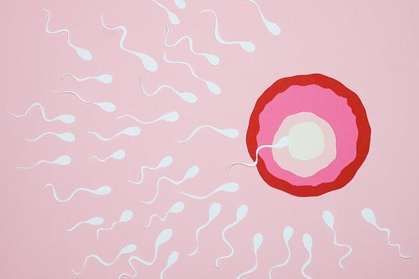 6. İnsan vücudunun en küçük hücresi erkek spermi.