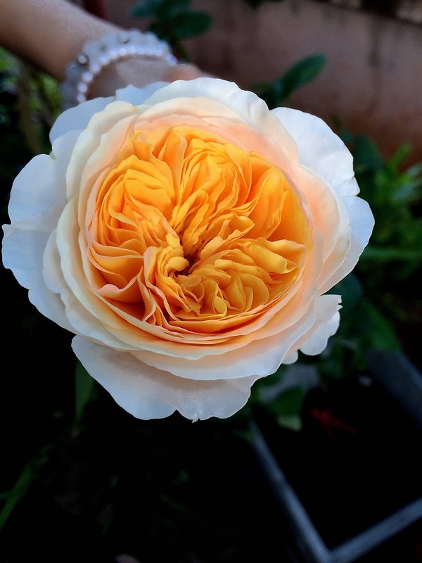 2. В 2006 году Дэвид Остин, производитель роз, продал самую дорогую розу в мире за 15,8 миллиона долларов.