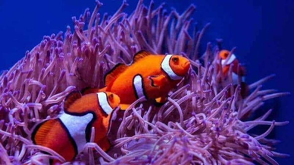 8. Рыбы-клоуны могут менять свой пол, включая репродуктивные органы.
