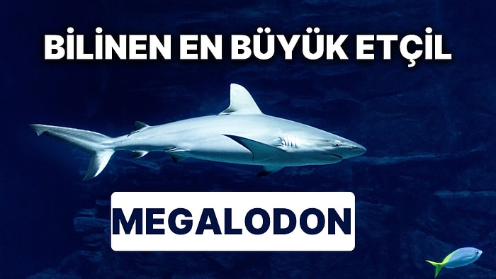 Megalodon Gerçek mi? Altmış Tonu Geçen Ağırlığa Sahip Megalodon Hangi Dönemde Yaşamıştır?