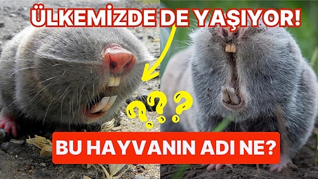 Olmayan Gözleri ve Dişlek Ağzı ile Çizgi Filmlerden Fırlamışa Benzeyen Bu Hayvana Çok Şaşıracaksınız!