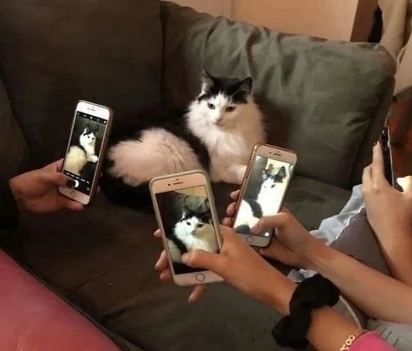 9. У этого кота, кажется, фотосессия...