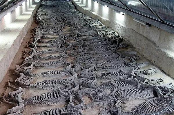 6. Antik Çin'de 2 bin 400 yıllık mezarda 100 tane at iskeleti bulundu. Bu atlar sahipleri öldürülmeden önce öldürülmüştü.