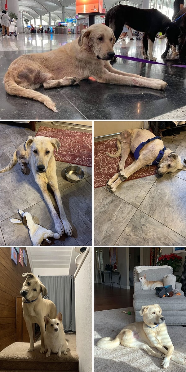 4. «Два года назад мы спасли самую грязную, самую больную и голодающую с тремя лапками. Сегодня он великолепен»