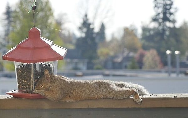 7. «Моя девушка поставила кормушку для птиц. Этот маленький негодяй объелся настолько, что уснул»