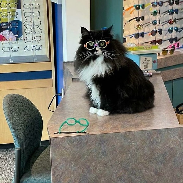 11. «Это Трюфелька. Она работает у детского окулиста, чтобы помочь деткам чувствовать себя увереннее в очках»