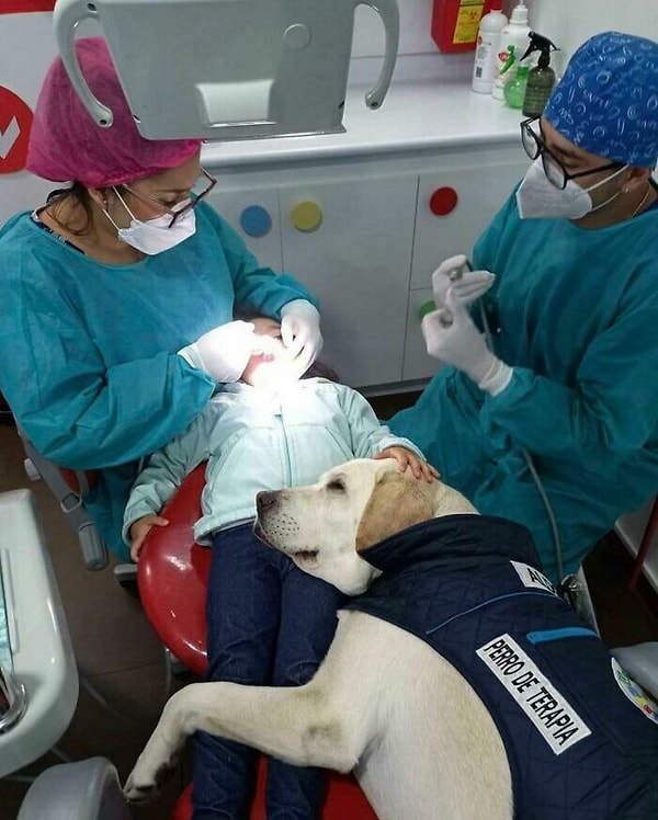 19. «Милая собака-помощник, которая утешает детей у стоматолога»