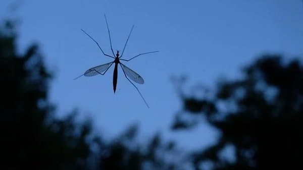 Araştırma makalesinde, sineklerin mavi rengi yiyecek ve ısırılacak hayvan olarak algıladıkları ifade edildi.