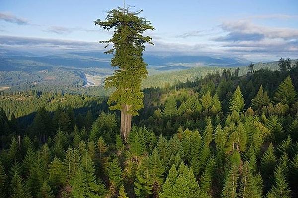 16. Dünyanın en büyük ağaçlarından biri👇
