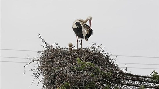 Sevgi Emekti: Leylek "Mecnun", 3 Yıl Sonra "Leyla"sına Kavuştu