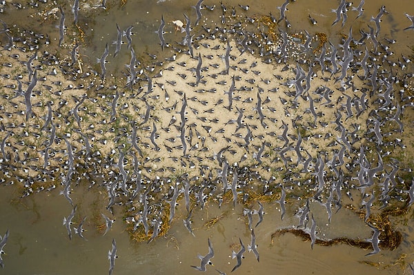 35. Финалист категории «Крылатая жизнь» — «Смытые» Лалит Эканаяке