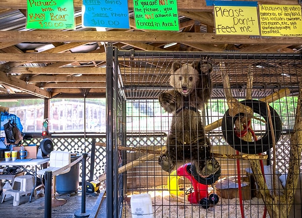 42. Финалист категории «Человек/Природа» — «Фотосессия за двадцать долларов» Шеннон Джонстон