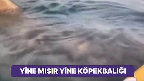 Yine Mısır Yine Köpekbalığı: Kanonun Altında Görüntülendi