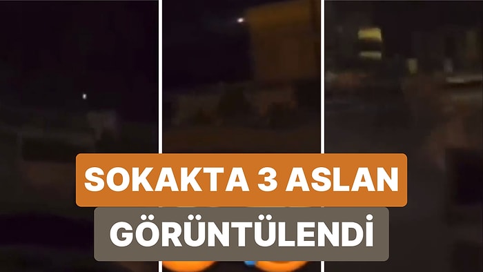 Fransa'da Göstericilerin Hayvanat Bahçesinin Kapılarını Açarak Hayvanları Serbest Bıraktıkları İddia Edildi