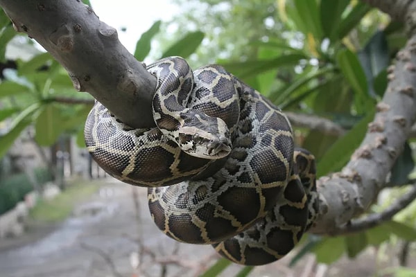 9. Burma pitonları koruma altındaki Everglades ekosistemi dahil olmak üzere Florida'da timsahların yerini alan baskın bir apex yırtıcıdır. Egzotik evcil hayvan ticaretiyle bu bölgeye getirilen pitonlar, sahipleri tarafından kaçırılarak veya bilinçli olarak doğaya salındılar.