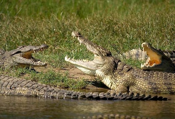 11. Nil timsahı Florida'da bulunan yabancı ve tehlikeli bir türdür.