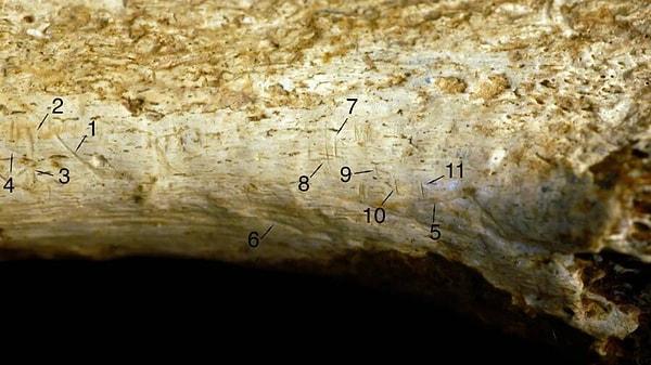 Bununla birlikte Pobiner, kemik izlerinin yalnızca kemiği kesen insan türüne ait olması halinde yamyamlık anlamına geldiğini ve 1,5 milyon yıl önce kemiğin bulunduğu bölgede bilinen üç türün yaşadığını belirtti: Homo erectus, Homo habilis ve Paranthropus boisei.