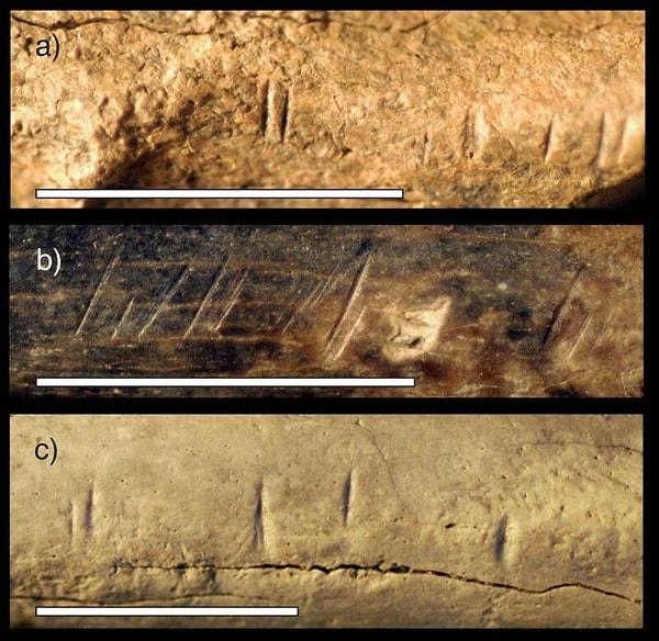 Bilinen en eski yamyamlık kanıtı olabilecek 1,45 milyon yıllık kemik üzerindeki kesik izlerinin yakından görünümü.