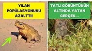 Kendileri Küçük Ama Yarattıkları Kaos Sayesinde Zararları Büyük Olan 15 İstilacı Hayvan Türü