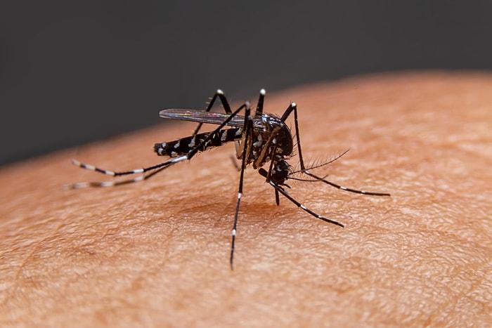 Kanınızı Bir de Onlar Emmesin... Oxford Araştırmacısı Sivrisineklerden Korunmanın 6 Yolunu Açıkladı!