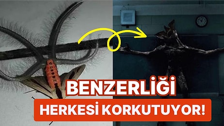 "Stranger Things" Canavarına Benzeyen Bu Böcek, Gören Herkesi Şaşkına Çeviriyor!