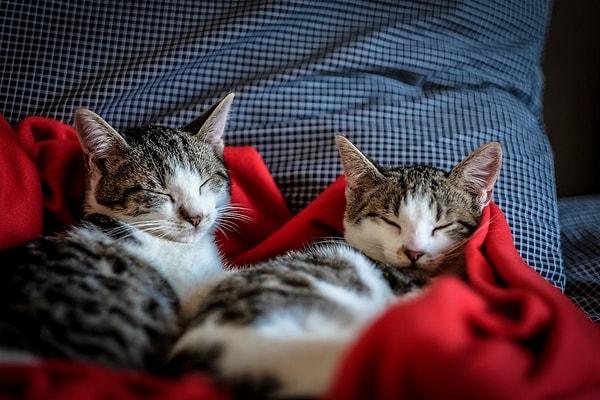 9. Ortalama olarak, kediler günde yaklaşık 15 saat uyurlar.