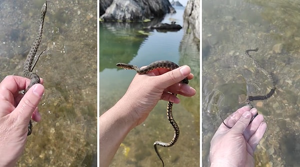 Eşinin haber vermesiyle farkettiği damalı su yılanını yakalayan vatandaş, yılanla ilgili oldukça bilgilendirici bilgiler verdi.