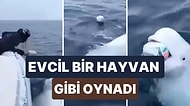 Teknedeki Bir Adamla Evcil Bir Hayvan Gibi Oyun Oynayan Beyaz Balinanın İçinizi Isıtacak Görüntüleri