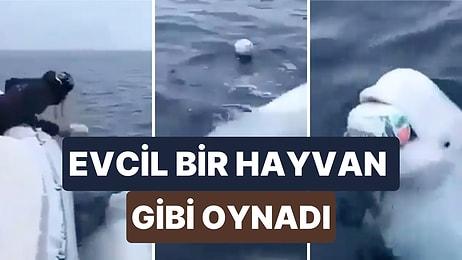 Teknedeki Bir Adamla Evcil Bir Hayvan Gibi Oyun Oynayan Beyaz Balinanın İçinizi Isıtacak Görüntüleri