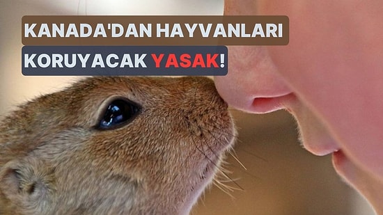 Kanada'da Kozmetik Ürünlerinin Hayvanlar Üzerinde Test Edilmesi Yasaklandı