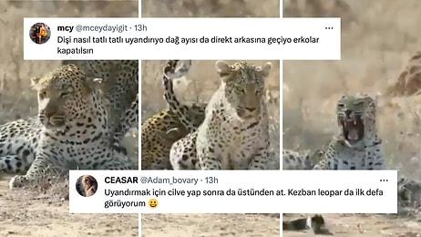Dişi Leoparın Erkeğin İlgisini Çekmeye Çalıştığı Belgesel Kesiti Sosyal Medyada Goygoycuların Diline Düştü