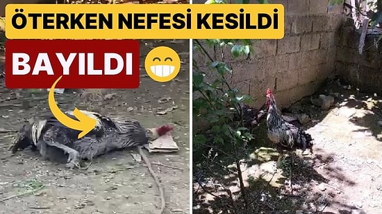 Öterken Nefesi Tükenen Horoz Bayıldı!