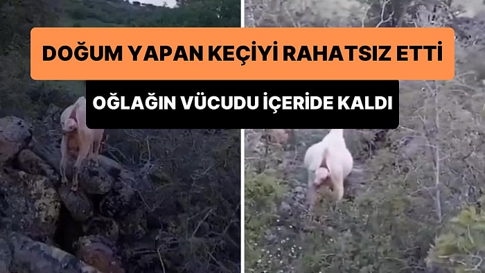 Doğum Yapan Keçiyi Rahatsız Etti: Oğlağın Kafası Dışarıda, Gövdesi Annesinin Karnında Kaldı!