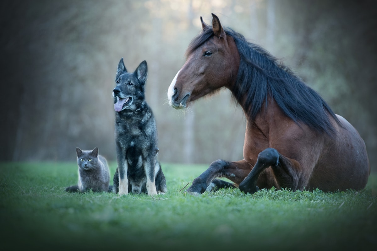 Лошадки и кошки. Собака кошка лошадь. Кошка и конь. Лошадь и кошка фото.