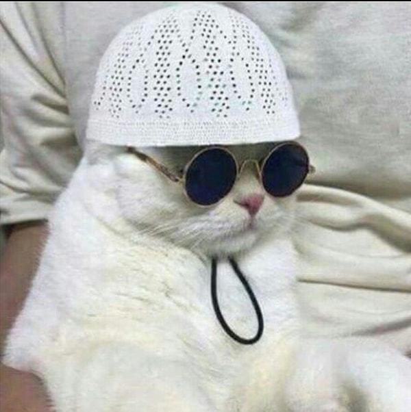 İslam dünyasında kedi, peygamberin sevgisine mahsar olduğu için bereket getiren, temiz ve güvenilir bir hayvan olarak görülmüştür.