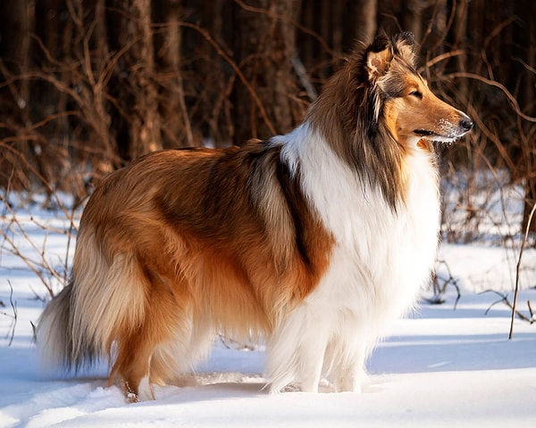 Рак — колли!