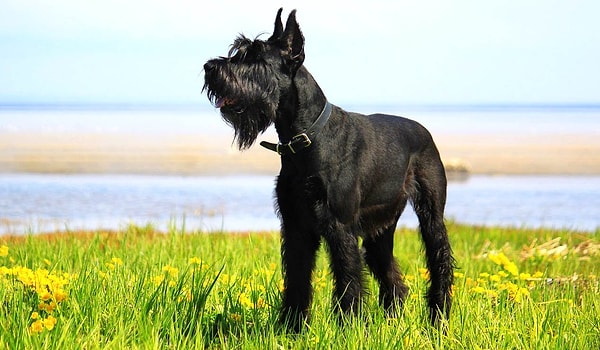 Дева — ризеншнауцер!