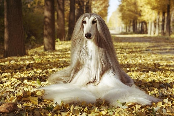 Рыбы — афганская борзая!