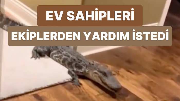 ABD'de Bir Eve Giren 1.5 Metre Uzunluğundaki Timsah Ekiplerin Yardımı ile Evden Çıkarıldı
