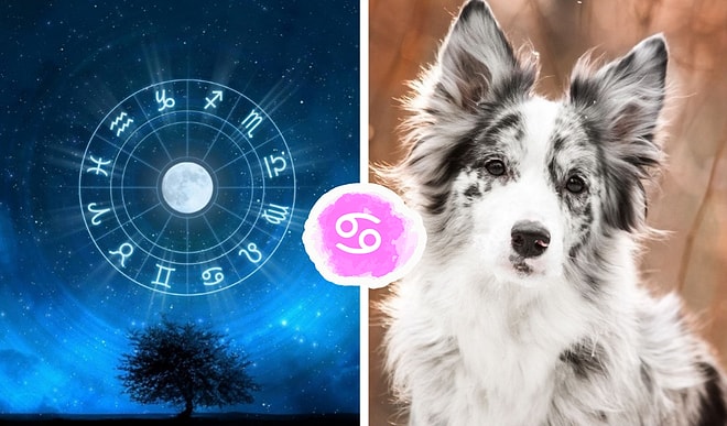 Тест: Какая вы порода собаки по знаку зодиака?