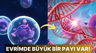 Evrimsel Ağın İpuçlarını Oluşturan Sinapomorfi ve Diğer İlginç Yapısal Özellikleri