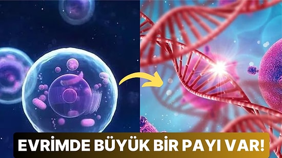 Evrimsel Ağın İpuçlarını Oluşturan Sinapomorfi ve Diğer İlginç Yapısal Özellikleri