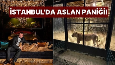 Ormandan Gelen Kükreme Sesleri Ekipleri Harekete Geçirdi: İstanbul'da Aslan Paniği!