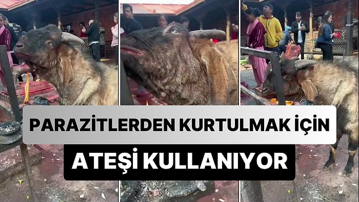 Yüzündeki Parazitlerden Kurtulmak İçin Ateş Kullanan Keçinin Gündem Olan Görüntüleri